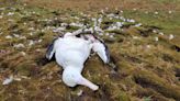 Adult albatrosses found gnawed to death by mice on 3rd remote island