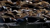 Dead baby sea lions suddenly found on California islands spark concerns