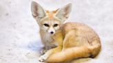 Longleat keepers helping raise fennec fox kits