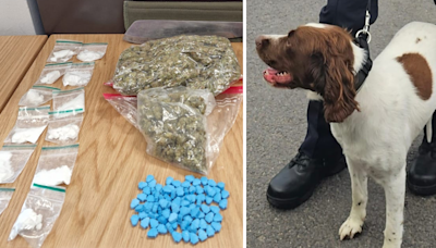 Paw patroller Alfie sniffs out drugs busts during Donegal rally weekend - Donegal Daily