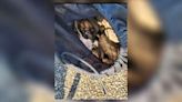 Puppy found inside closed drawstring bag; deputies investigating