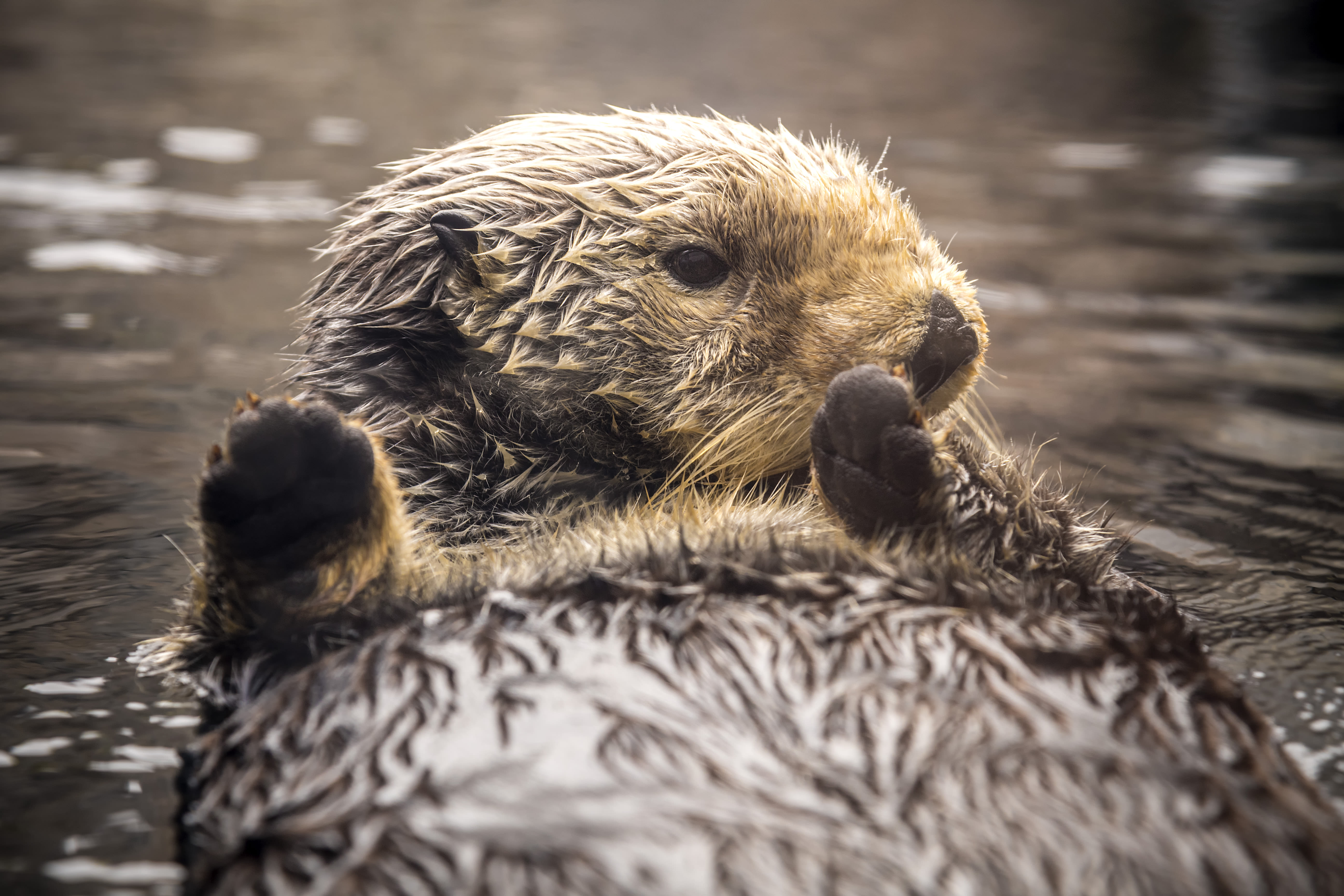 Rosa, Monterey Bay Aquarium's oldest otter and a social media star, dies at 24