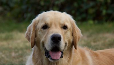 Golden Retriever’s Hydrotherapy Workout Proves Exercise Is a Blast with a Buddy