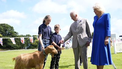 No kidding! King Charles III bestows royal title on rare golden goat breed