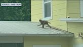 More monkey sightings reported in Central Florida neighborhood