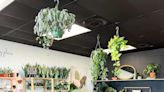 A plant lover's guide to plant shops in Sarasota-Manatee