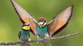 Inicia el Global Big Day en Boyacá: Un paraíso para los amantes de las aves