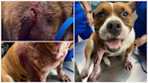 ‘Evil doesn’t always prevail.’ The story of Roxy the pregnant pit bull stabbed 17 times