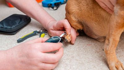 Diabetes em pets: conheça os sintomas e saiba como tratar