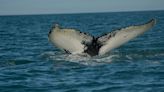 Japan To Now Hunt Second-Largest Whale Species