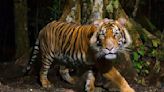 India enviará cuatro tigres a Camboya para repoblar selva