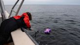 Balloons harm wildlife. Florida is set to ban their release. - The Boston Globe