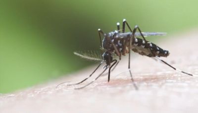 What to know about the West Nile virus' return to the Lehigh Valley