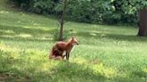 Watch a family of foxes, mother and two kits, frolic in Birmingham’s Glen Iris neighborhood