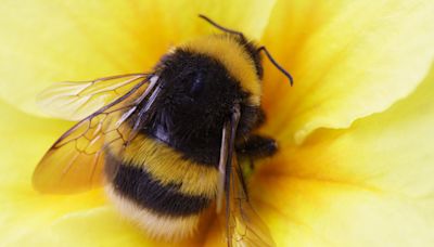 Scientists reveal "major" new factor in bumblebee decline