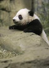 Giant panda