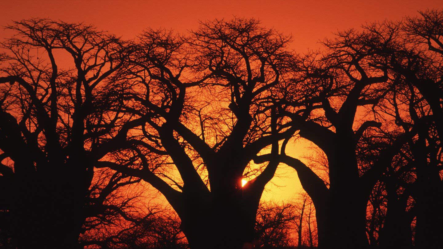 Scientists Have Decoded the Secret History of the Mysterious ‘Tree of Life’
