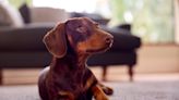 Dog Parent Nails Why Dachshunds Always Get Whatever They Want