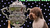 Dog whose tail 'never stops wagging' wins top prize at Crufts 2023