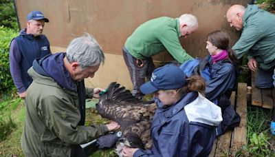 Tánaiste releases White-tailed Eagles chicks on visit to Kerry