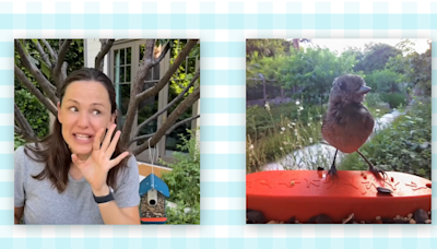 Jennifer Garner's Bird Feeder Camera Brought a 'Bird Modeling Agency' to Her Yard