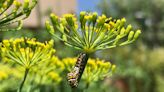 Herbs are the stars of your summer garden. Here’s some ways to use them.