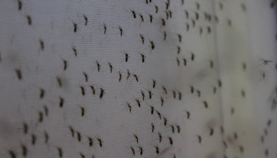 Uma 'biofábrica' de mosquitos na Colômbia luta contra a dengue e a desinformação