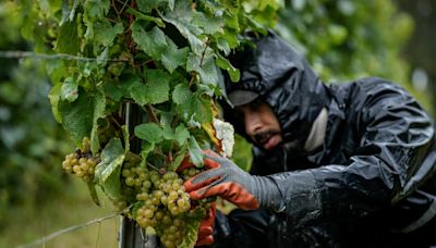 Vineyards warn 2024 is going to be a strange year for wine