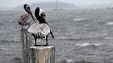 Manatee County under coastal flood warning and tornado watch as thunderstorms approach