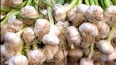 Irate shopper shares infuriating photo of the garlic they purchased at Spice World: ‘Abysmal’