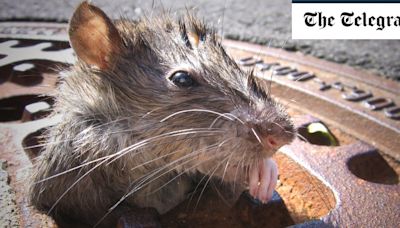 Rats rule our cities. We’ve just adapted to live alongside them