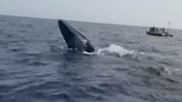 Watch: Distressed whale tangled in ropes saved by tourist boat staff off Fuerteventura