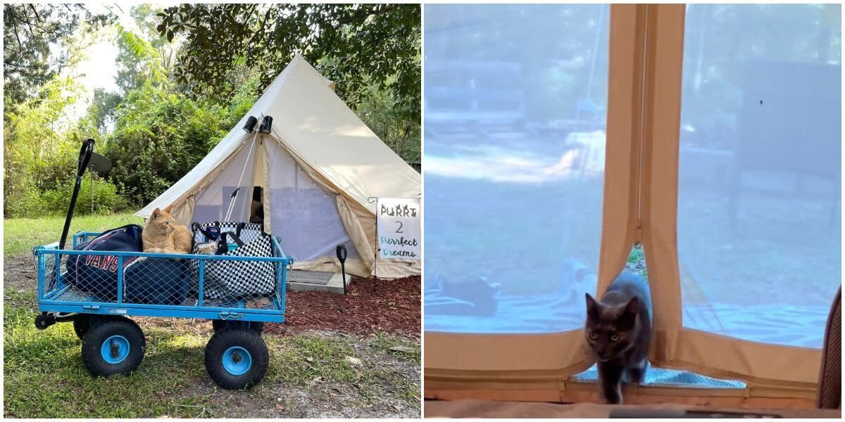 Sanctuary Lets People Go Glamping With Hundreds Of Cats