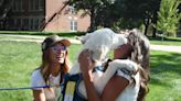 Augustana University introduces Ace, the Augie Doggie, to campus and community