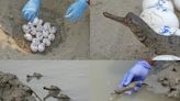 World Crocodile Day Celebrated With Birth Of 160 Critically Endangered Gharials Across Gandak River