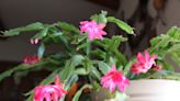 How to Stop the Leaves Turning Red on Your Christmas Cactus - 'It's a Sign of Stress,' Houseplant Experts Say