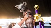 Scooter, a 7-year-old bald pup with backward-facing legs, crowned 'World's Ugliest Dog'