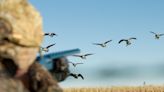 Goose Hunting Tips and Tactics