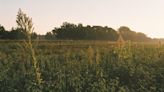 Haig, Reynolds say farmers need help after severe storms