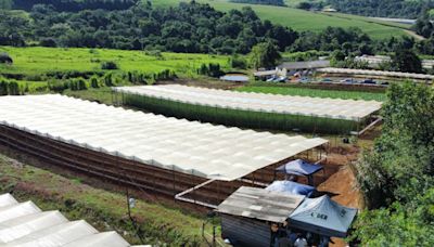 Propriedade de Apucarana é referência na produção de tomate orgânico | TNOnline