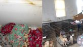 Horrible hallazgo en refugio de animales: 30 perros muertos dentro de congeladores