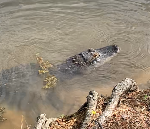 Gators just want to have fun! Meet Dothan National’s ‘nice’ resident alligator