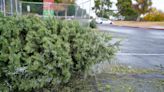 Ready to throw away your Christmas tree? Here's what to know about tree disposal in metro Phoenix