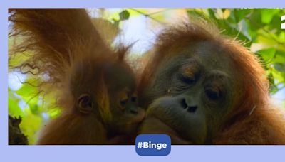 Secret Lives of Orangutans OTT release Netflix: When to watch the upcming documentary on wildlife