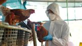 Setenta estadounidenses están siendo monitoreados para detectar la gripe aviar - La Opinión