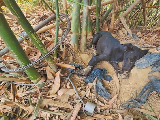 高雄 山豬吊害死浪犬 動保處加強稽查 - 地方新聞