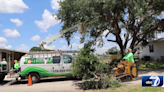 Insurance dilemma threatening Florida's oldest trees