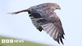 Red kites: Protected bird of prey dies after being shot