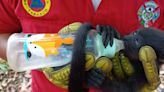 Ola de calor está ‘de la changada’: Vida de monos saraguatos corre riesgo en Tabasco