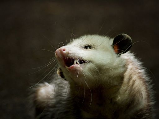 Once thought too cold for the marsupials, Montreal home to growing number of opossums